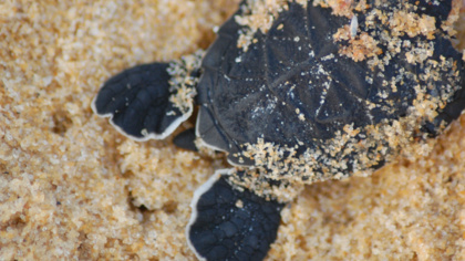 Erfolgreiche Nistsaison in Ghana