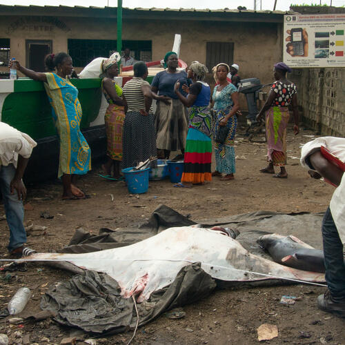 New project to sustainably manage sharks and rays in the Ivory coast
