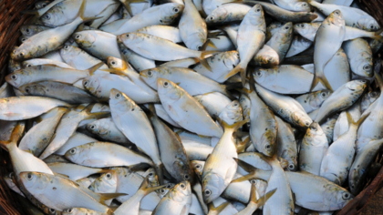 Fish-Dependence-Day: Europa geht der Fisch aus