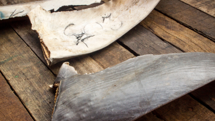 Gejagt und geschlachtet: Haie weltweit bedroht