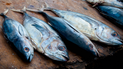 MSC-Siegel: Vertrauen von Verbraucher*innen sinkt