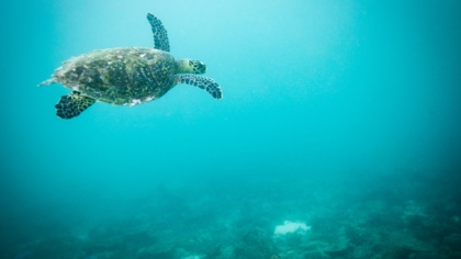 Here’s Our Best Opportunity to Save the Oceans — and Ourselves