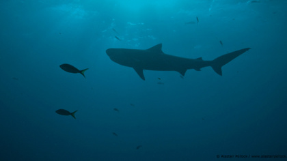 Liberia steps up to protect sharks and rays