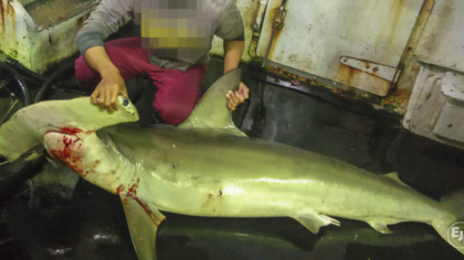 EJF uncovers illegal shark finning and killing of dolphins and turtles in Taiwan’s tuna export industry
