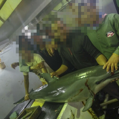 EJF 再揭台灣漁船非法割鰭棄身、捕殺海豚及海龜，引起國際社會關注