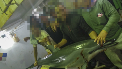 EJF 再揭台灣漁船非法割鰭棄身、捕殺海豚及海龜,引起國際社會關注