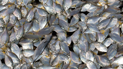 European Fish Dependence Day: Europe runs out of fish