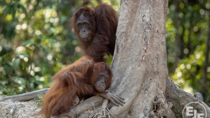 Nothing but snake oil: Join EJF in saying no to palm-oil biodiesel