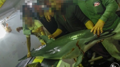 WORLD WILDLIFE DAY: PROTECT DOLPHINS, SHARKS AND TURTLES