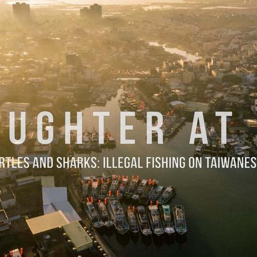 „Slaughter At Sea“: Wie fehlende Transparenz grausame Verbrechen auf See ermöglicht