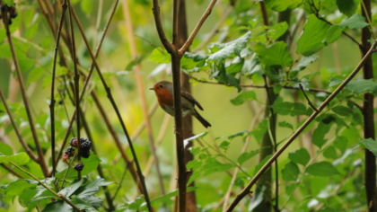 Bring back real forests across Europe