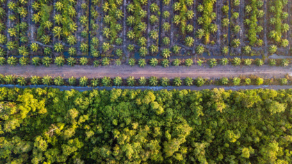 Ending deforestation for palm oil