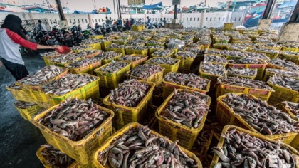 Co-op, Sainsbury’s and Tesco sign EJF Charter for Transparency to end illegal fishing and slavery at sea