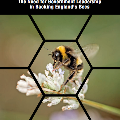 Policies for Pollinators: The Need for Government Leadership in Backing England's Bees
