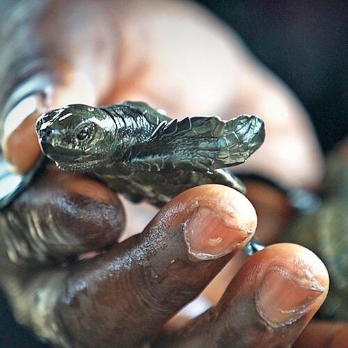 World Turtle Day: a spotlight on EJF’s work in Liberia