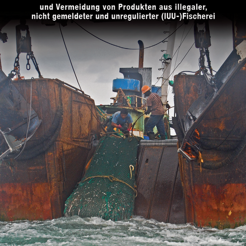 Ratgeber: Risikoprüfung von Fischereilieferketten