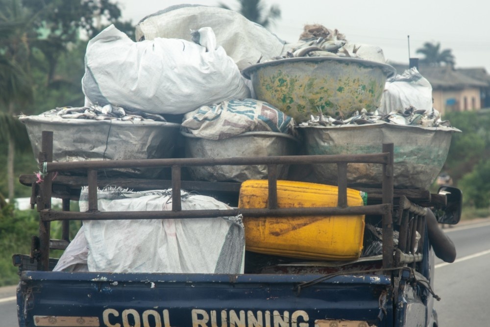 Saiko Fish Transported By Car