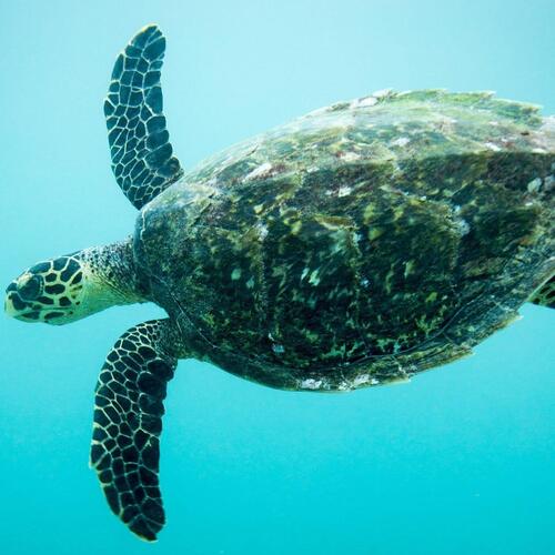 One week to save sea turtles