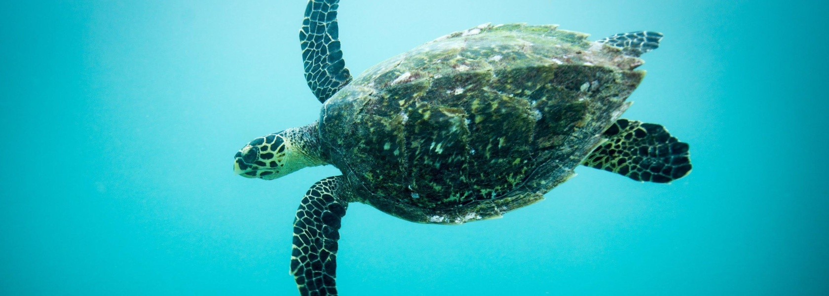 Protecting marine biodiversity