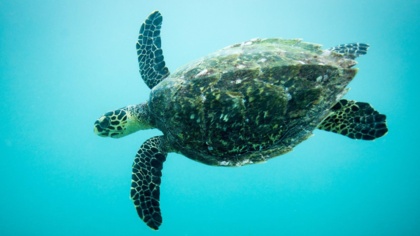 One week to save sea turtles