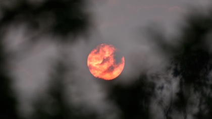 Focus on the response to Australian wildfires