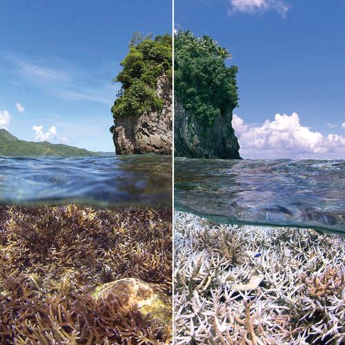 Corals and communities: EJF report highlights devastating impacts of climate crisis on reefs