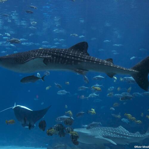 International Whale Shark Day: More Vulnerable than Vicious