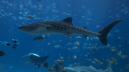 International Whale Shark Day: More Vulnerable than Vicious