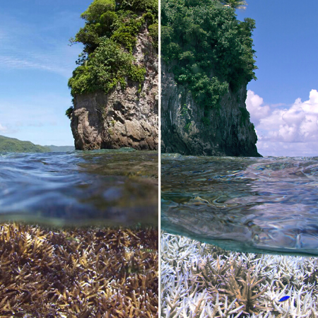 Korallen in Gefahr: EJF-Bericht zeigt Folgen der Klimakrise auf Riffe