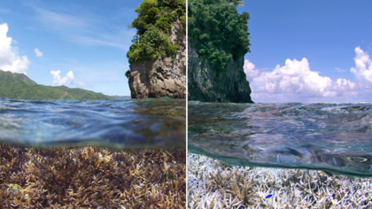 Korallen in Gefahr: EJF-Bericht zeigt Folgen der Klimakrise auf Riffe