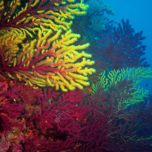 Coral Reefs in Crisis zum Kopieren