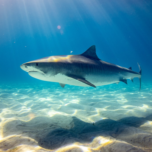 Sharks are not just awe-inspiring predators – they keep our ocean healthy