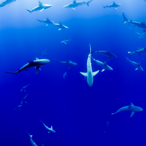 New initiative gives EU citizens the chance to save sharks