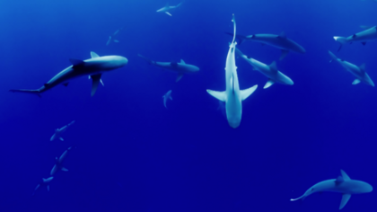 #StopFinningEU: EU-Bürgerinitiative gegen den Handel mit Haifischflossen