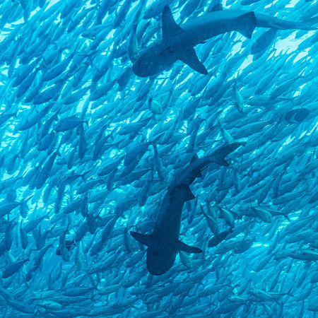 10 Jahre für den Schutz der Meere – "Blue Manifesto" veröffentlicht