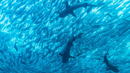 10 Jahre für den Schutz der Meere – "Blue Manifesto" veröffentlicht