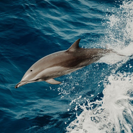 Tödlicher Tanz in den Wellen: Delfine weltweit in Gefahr