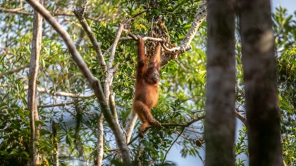 Why the ecocide of forests must end