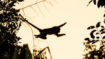 Wir müssen den "Ökozid" der Wälder aufhalten – und können es auch