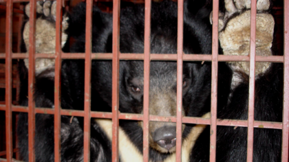 How COVID-19 took hold and why we must end the wildlife trade