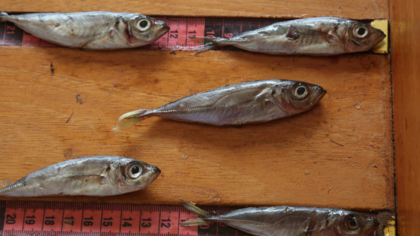 EJF-Bericht: Jagd auf Jungfische – Ghanas Fischerei vor dem Kollaps