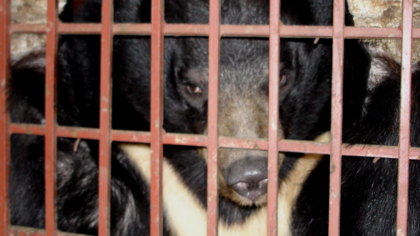 Wie sich COVID-19 durchgesetzt hat und warum wir den Handel mit Wildtieren beenden müssen