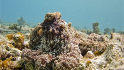 How nature is helping us fight coronavirus