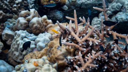 Wie die Natur uns im Kampf gegen das Coronavirus hilft