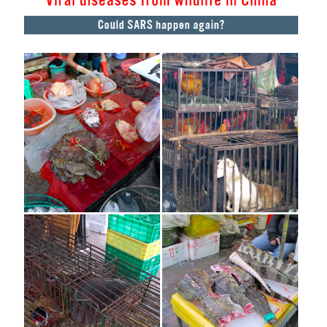 Viruserkrankungen durch Wildtiere in China: Könnte SARS erneut auftreten?