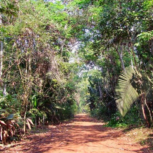 Illegal loggers threaten Indigenous Amazon tribes as law enforcement falters under Covid-19