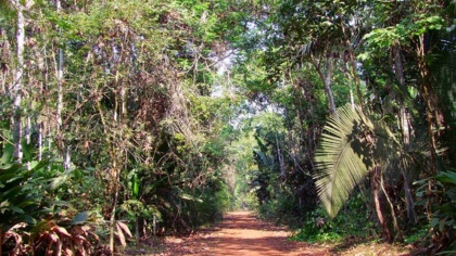 Illegal loggers threaten Indigenous Amazon tribes as law enforcement falters under Covid-19