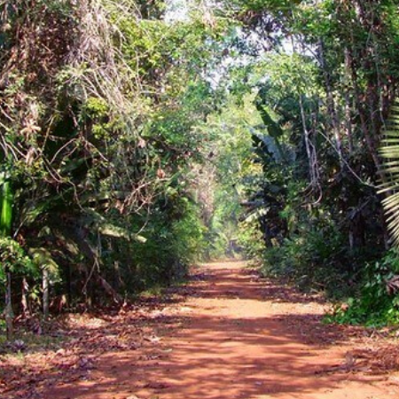 Illegale Abholzung bedroht indigene Stämme: COVID-19 verzögert Strafverfolgung