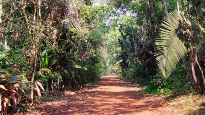 Illegale Abholzung bedroht indigene Stämme: COVID-19 verzögert Strafverfolgung