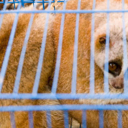 Kommerzielle Wildtiermärkte verbieten, um zukünftige Pandemien zu verhindern